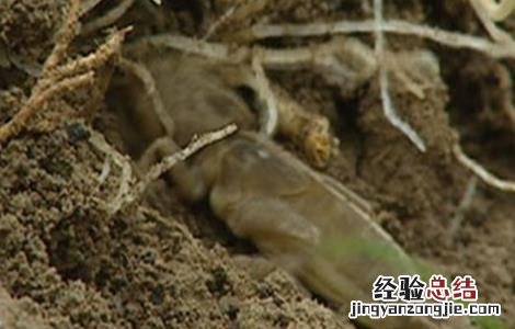 竹节参常见病虫害及防治 竹节参病虫害防治技术大全