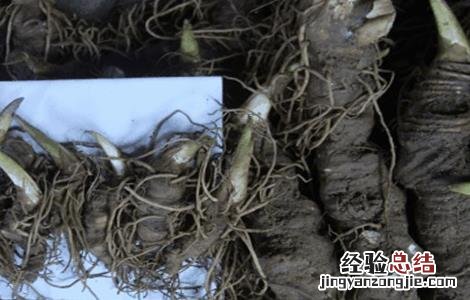 竹节参常见病虫害及防治 竹节参病虫害防治技术大全