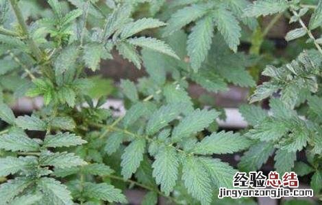 石见穿怎么种植 石见穿的种植技术