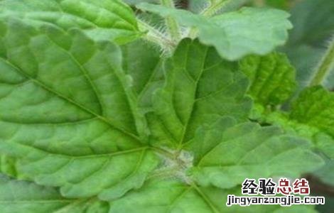 石见穿怎么种植 石见穿的种植技术