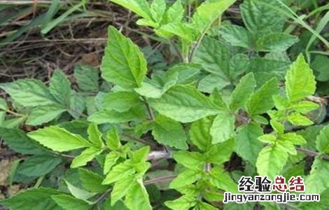 石见穿怎么种植 石见穿的种植技术