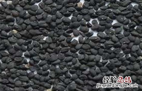 黄芩怎么繁殖 黄芩怎么种