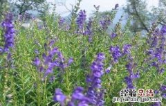 黄芩怎么繁殖 黄芩怎么种