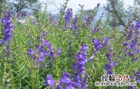 黄芩怎么繁殖 黄芩怎么种