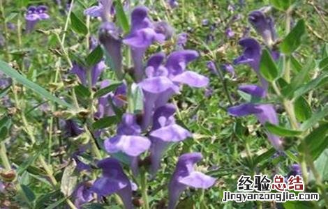 黄芩怎么繁殖 黄芩怎么种