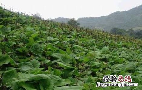 云木香种植需要注意什么问题 云木香种植需要注意什么