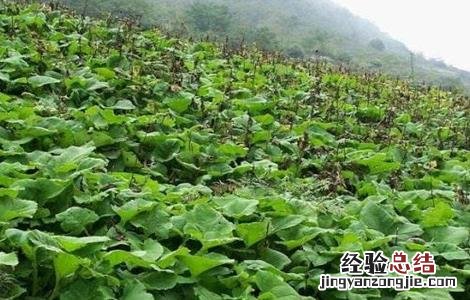 云木香种植需要注意什么问题 云木香种植需要注意什么