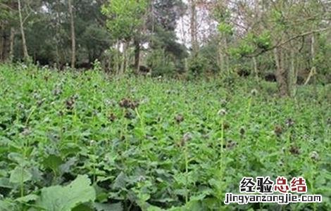 云木香种植需要注意什么问题 云木香种植需要注意什么