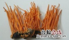北虫草的功效与作用及食用方法 北虫草的功效与作用及食用方法禁忌