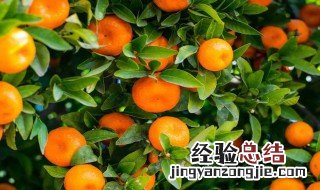 花生和橘子能一起吃吗 花生和橘子不能一起吃