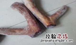新鲜鹿茸怎么处理 新鲜鹿茸处理方法