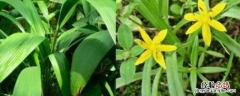 仙茅又叫什么，通常种植几年就可采收
