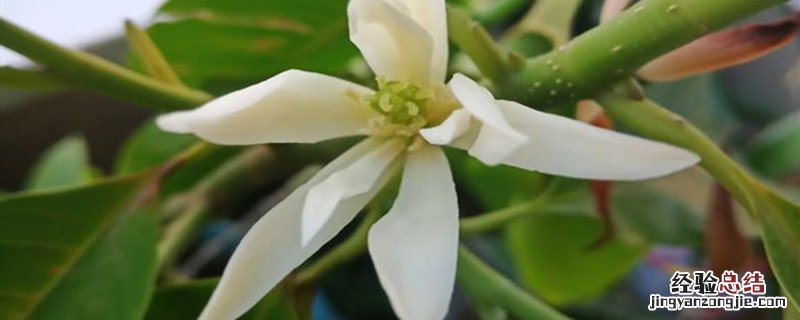 白兰花种植方法和时间 白兰花种植方法和时间视频