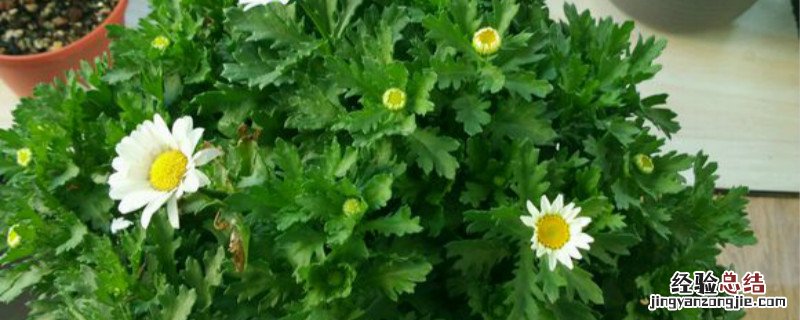 白晶菊的种植方法 白晶菊种植方法和时间