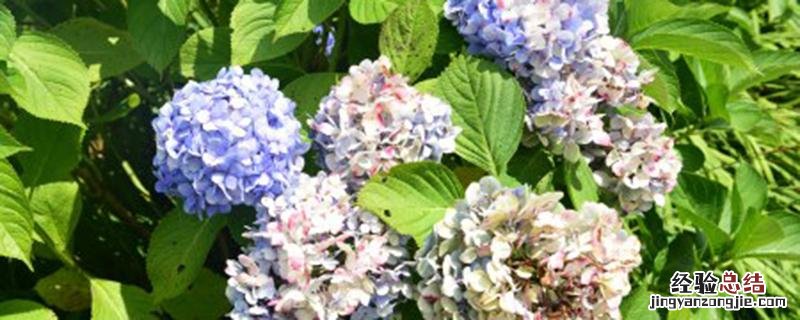 八仙花种植方法和时间视频 八仙花种植方法和时间