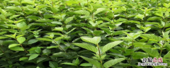 选择什么苗木种植好，有什么苗木种类