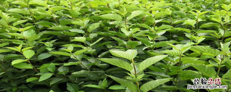 选择什么苗木种植好,有什么苗木种类