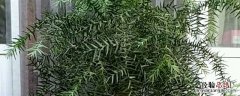 澳洲杉种植方法和时间 澳洲杉可以地栽吗