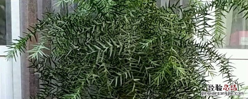 澳洲杉种植方法和时间 澳洲杉可以地栽吗