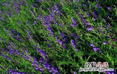 黄芩的种植技术和管理 黄芩如何进行田间管理