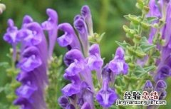 黄芩的种植技术和管理 黄芩如何进行田间管理