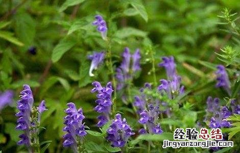 黄芩的种植技术和管理 黄芩如何进行田间管理