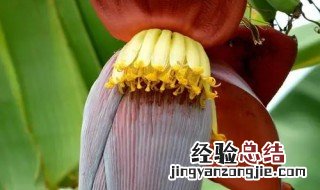 芭蕉花的功效与作用及食用方法 芭蕉花的功效和吃法