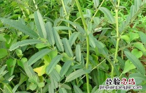 地榆种植的注意事项和禁忌 地榆种植的注意事项