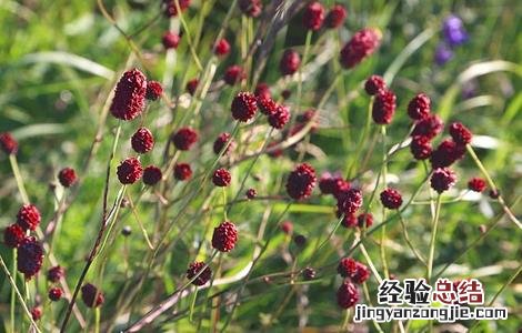 地榆种植的注意事项和禁忌 地榆种植的注意事项