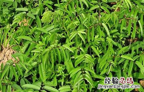 地榆种植的注意事项和禁忌 地榆种植的注意事项