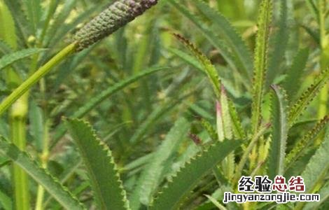 地榆种植的注意事项和禁忌 地榆种植的注意事项