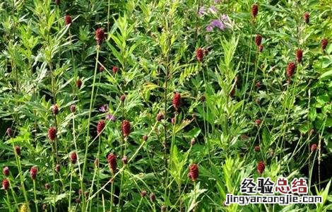 地榆种植的注意事项和禁忌 地榆种植的注意事项