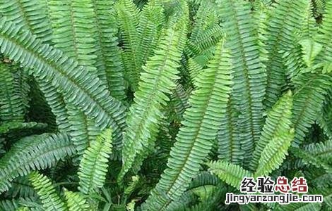 伸筋草要怎么种才能活 伸筋草要怎么种