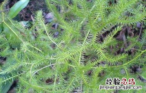 伸筋草要怎么种才能活 伸筋草要怎么种