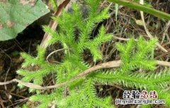 伸筋草要怎么种才能活 伸筋草要怎么种