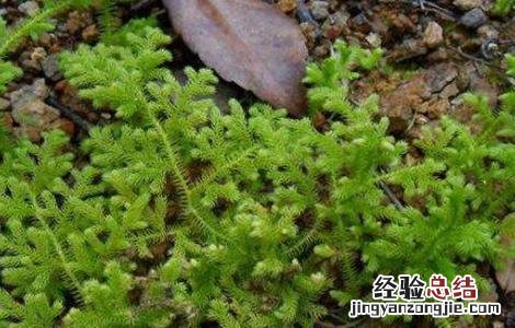 伸筋草要怎么种才能活 伸筋草要怎么种