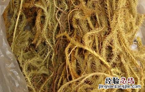 伸筋草要怎么种才能活 伸筋草要怎么种