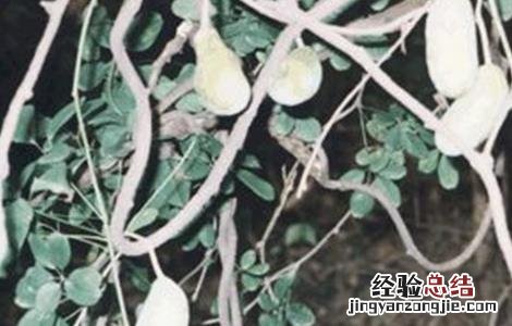 木通的繁殖方法 木通的种植方法