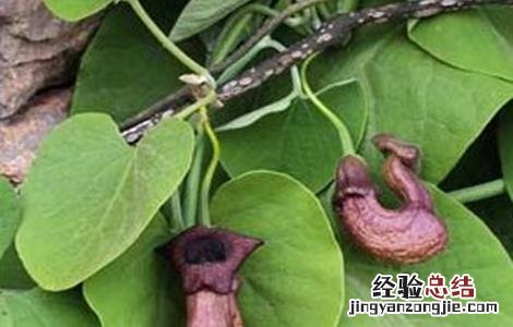 木通的繁殖方法 木通的种植方法