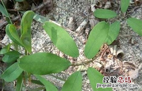 木通的繁殖方法 木通的种植方法