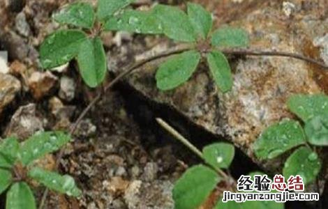 木通的繁殖方法 木通的种植方法
