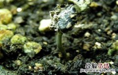 木通的繁殖方法 木通的种植方法