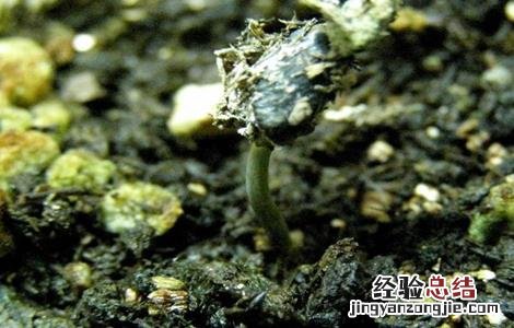 木通的繁殖方法 木通的种植方法