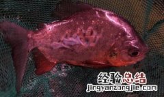 红腹食人鲳可以吃吗 红腹食人鲳能不能食用的呢