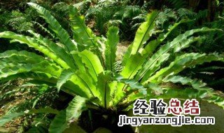 鸟巢蕨好养活吗 鸟巢蕨好养吗