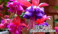 倒挂金钟的养护和注意事项 倒挂金钟夏季怎么养护