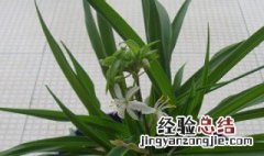 吊兰怎么养才能更旺盛叶子更绿油亮 吊兰怎么养才能更旺盛