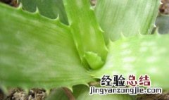 芦荟怎么浇水 你了解了吗