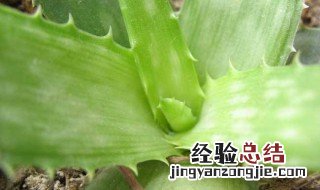 芦荟怎么浇水 你了解了吗