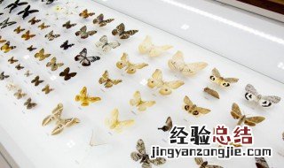 鬼蝴蝶是什么 鬼蝴蝶的介绍